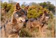 Proteção do lobo ibérico 9 organizações portuguesas pedem ao